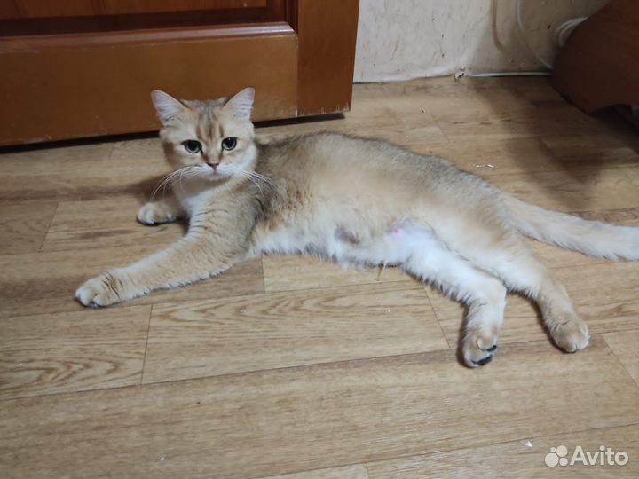 Котёнок(кот)