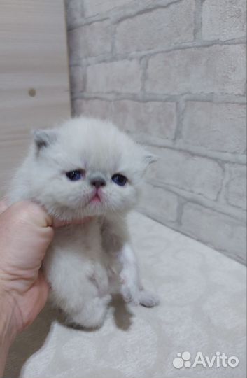 Котята экзот