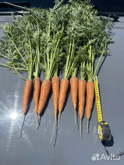 Морковь оптом