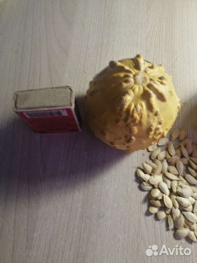 Тыква декоративная