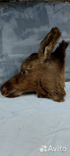 Чучела животных