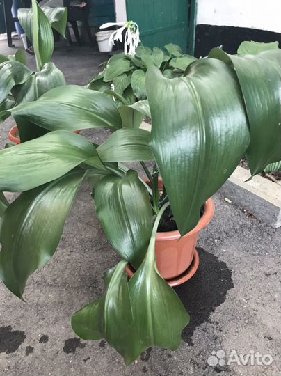 Комнатные цветы