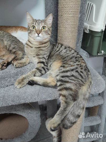 Кошечка Шпротинка