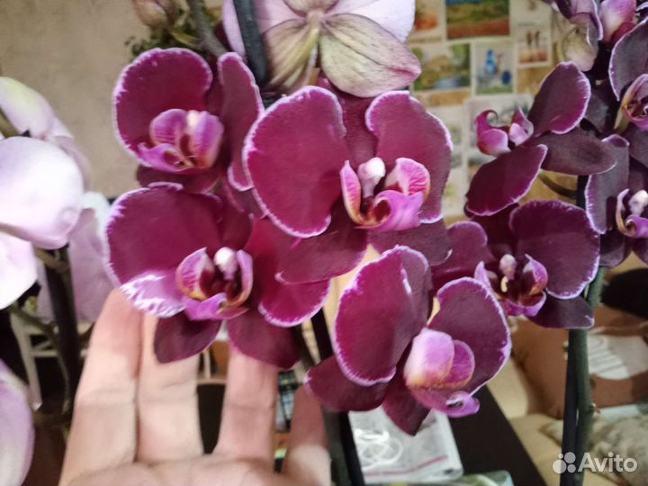 Фаленопсис