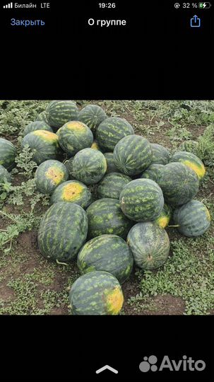 Арбуз холодок