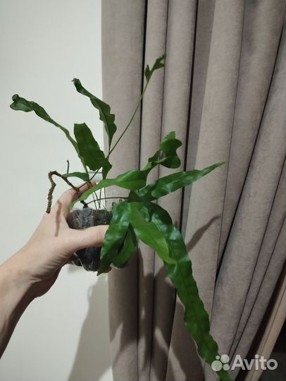 Папоротник микросорум