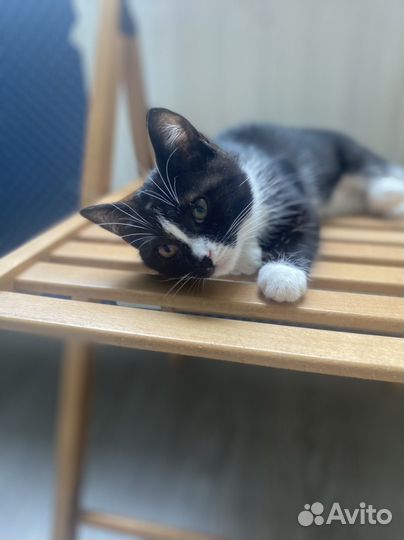 Котята из садоводства