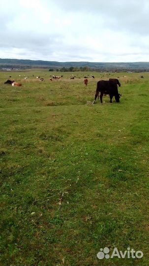 Корова на мясо