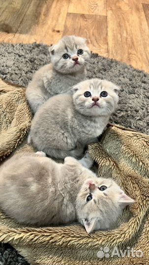 Шотландские котята