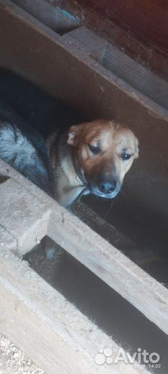 Так выглядит предательство