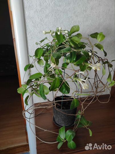 Стефанотис