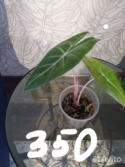 Алоказии,нобилис, ниндзя