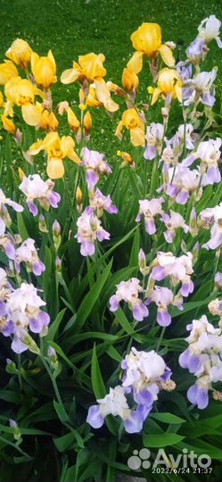 Ирисы бородатые