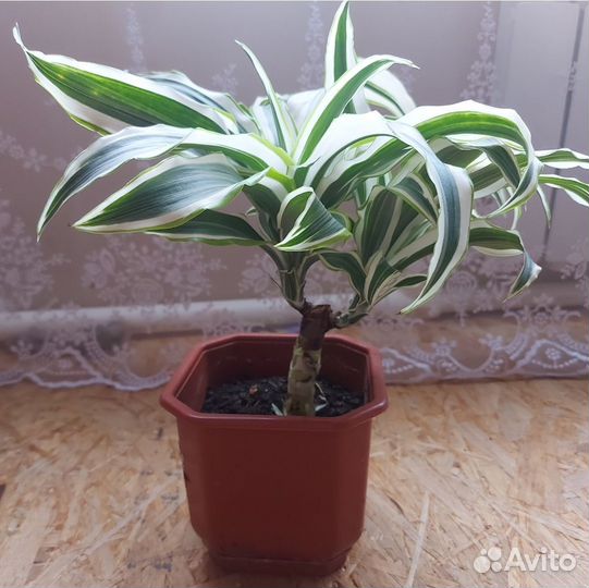 Пальма драцена