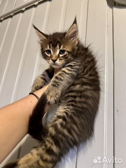 Мейн-кун мальчик