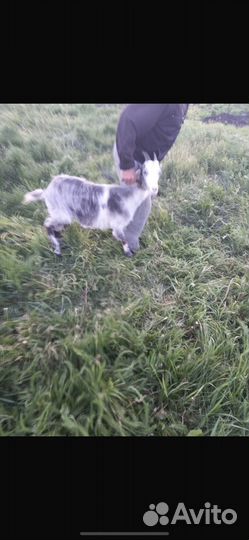 Козы альпийская, ломанча