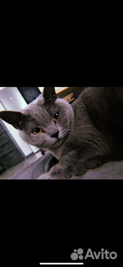 Британская кошка