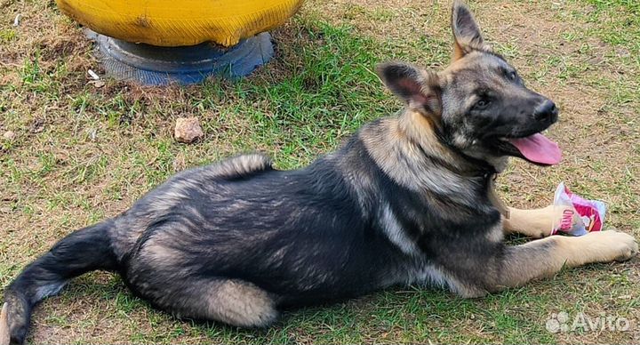 Немецкая овчарка