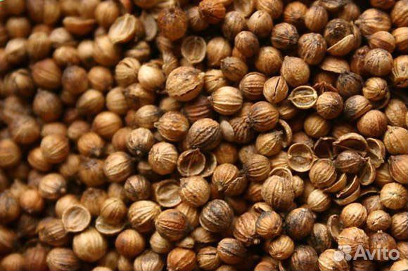 Покупка семян кориандра