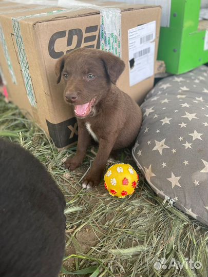 Щенки ищут дом