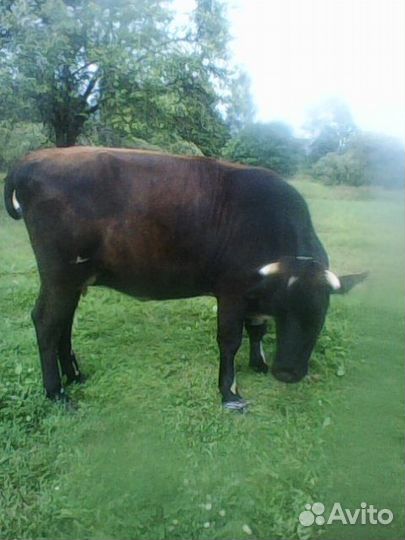 Продаётся нетель