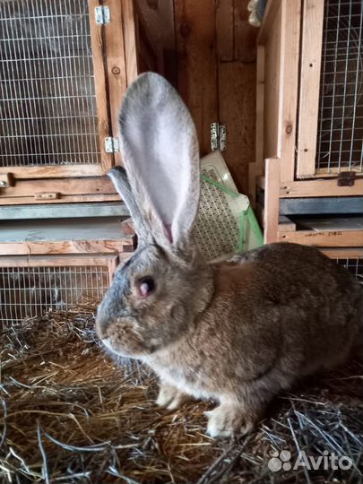 Продам племенных, половозрелых фландров