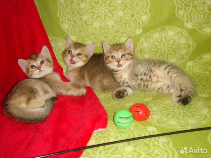 Золотые шиншиллы. Зеленоглазые