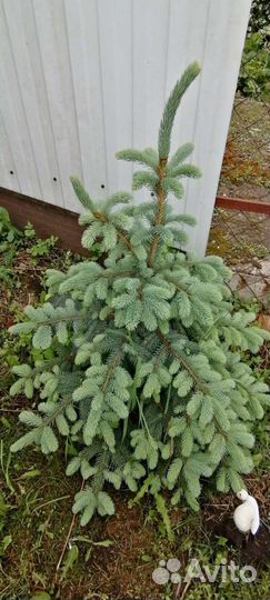 Голубая ель(карликовая)