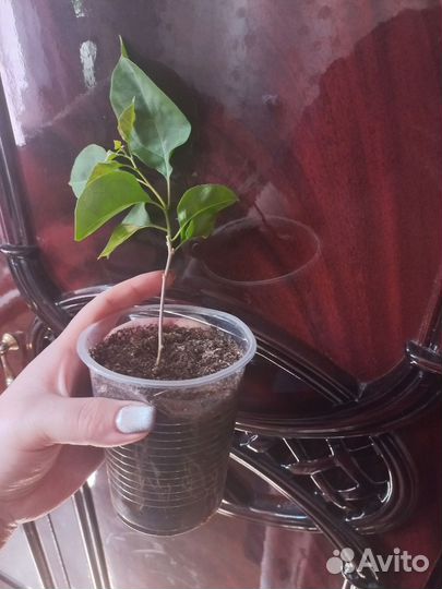 Бугенвиллия