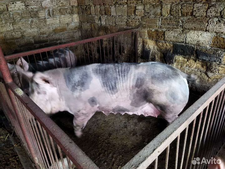 Свиноматка и хряк