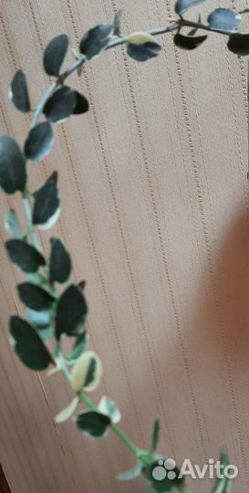 Хойи срезом