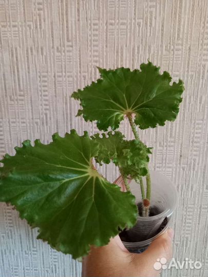 Бегонии детки