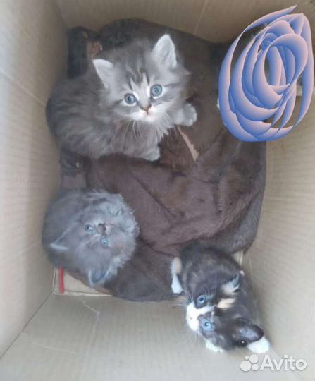 Кошка с котёнком