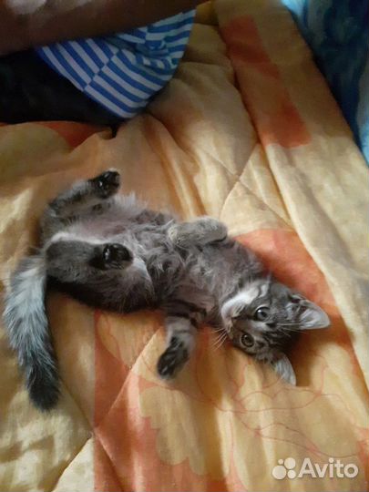 Котёнок, бесплатно