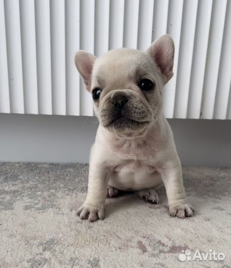 Эксклюзивная кремовая мини девочка