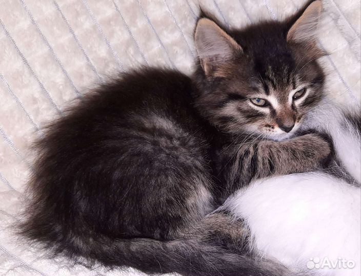 Отдам котят в хорошие руки