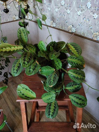 Маранта триколор