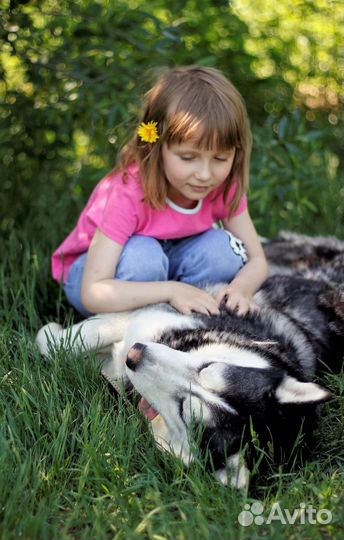 Хаски Дагор в дар