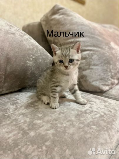 Шотландские вислоухие котята серые