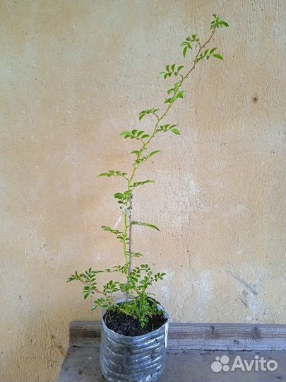 Плетистая роза