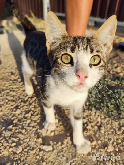 Домашнее животное