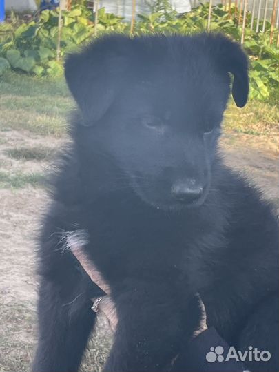 Щенки немецкой овчарки