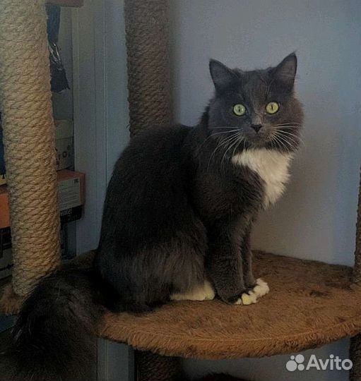 Сибирская кошка