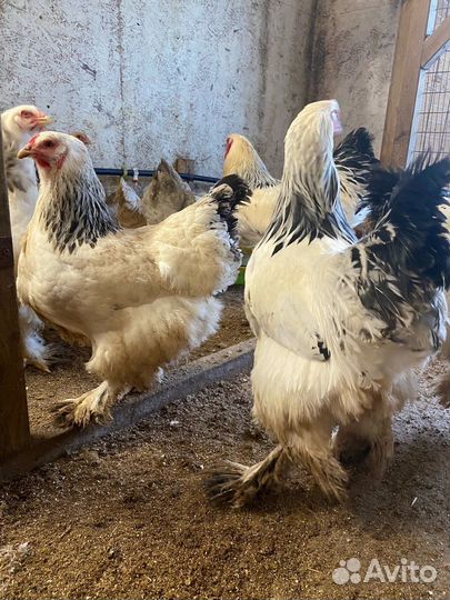 Молодые петухи