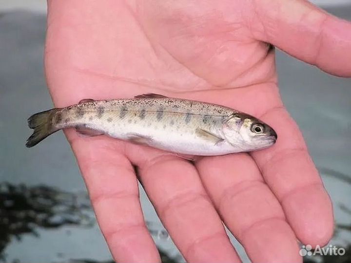 Малек форели