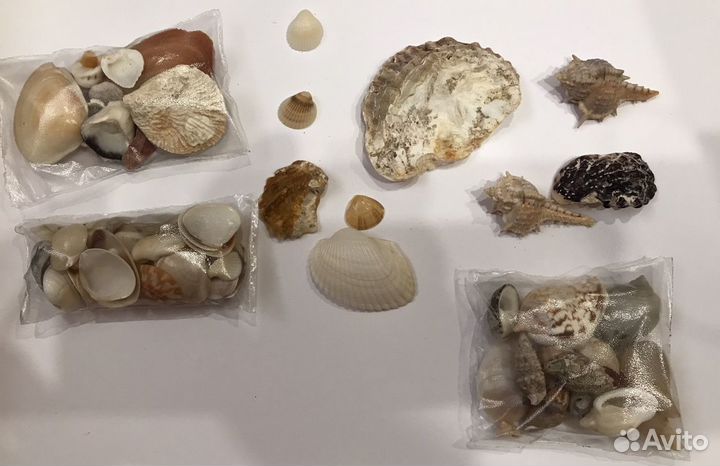 Морские ракушки. Есть редкие