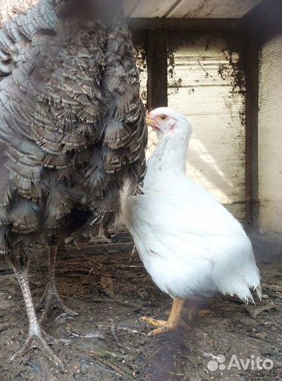 Молодки несушки петушки курочки