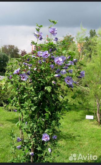 Альбиция ленкоранская