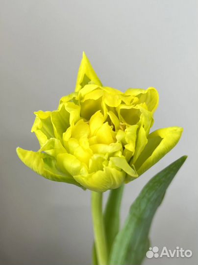 Цветы Тюльпаны Пионовидные