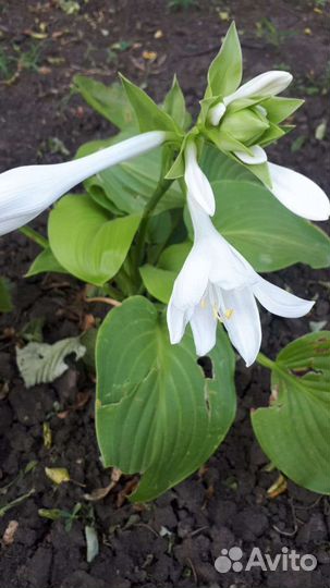 Декоративные кустарники